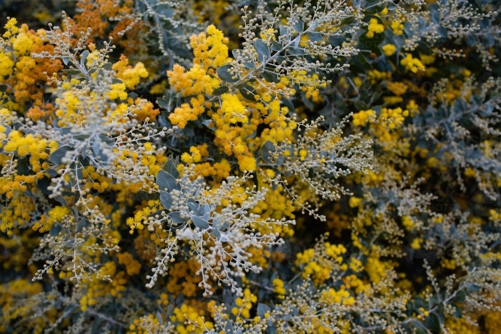 winter wattle tree in bloom - Australian Stock Image