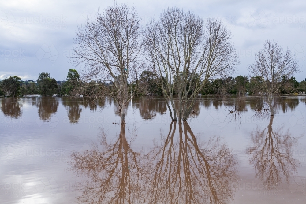 Wintery trees in flood during natural disaster event - Australian Stock Image