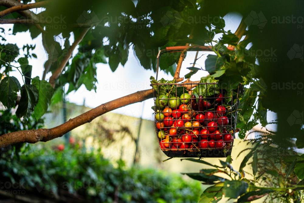 wire basket of fresh vegetables harvested from garden - Australian Stock Image