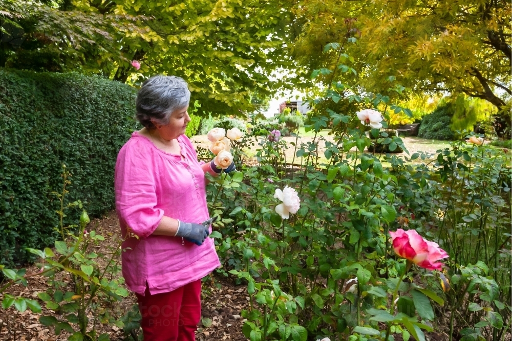 Woman cutting roses in the garden - Australian Stock Image