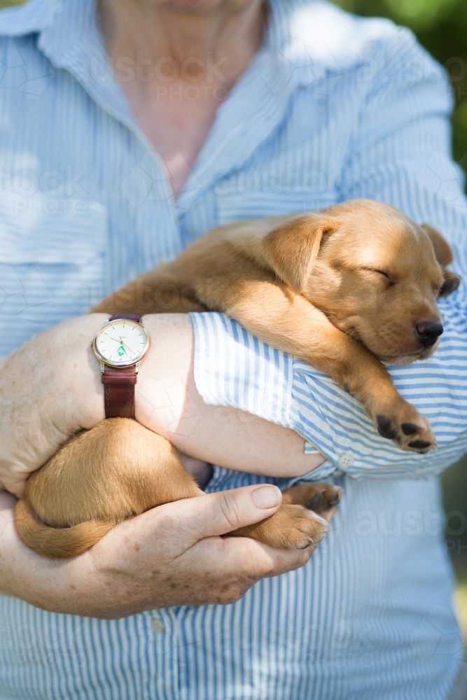 Woman holding a tan kelpie puppy in her arms - Australian Stock Image