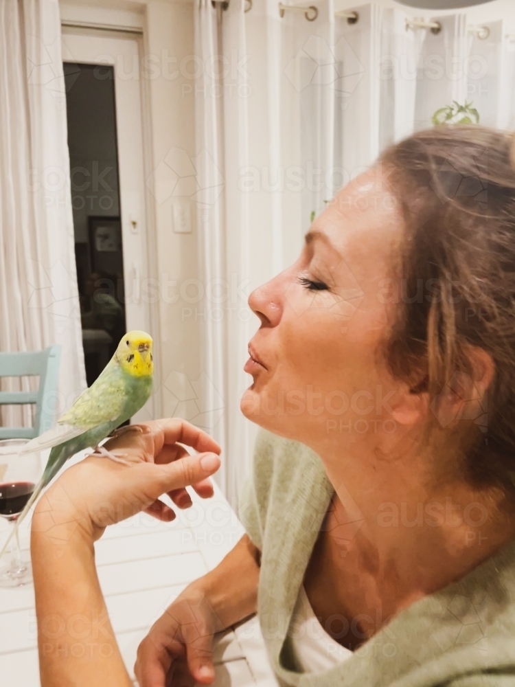 Woman holding budgerigar on hand and looking closely at it - Australian Stock Image