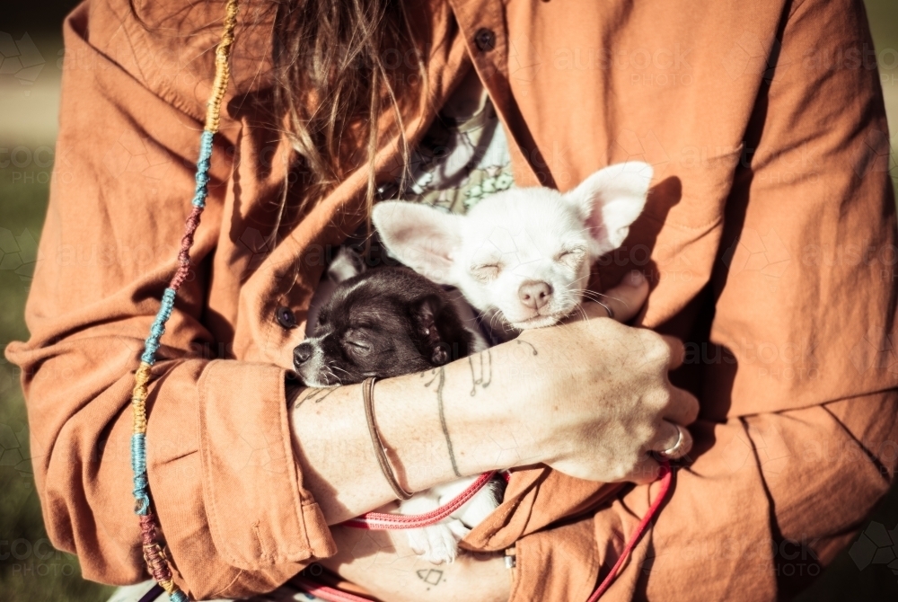 Woman holding small dogs - Australian Stock Image