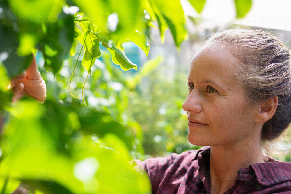 Woman inspecting passion fruit vine in lush green garden on sunny spring day - Australian Stock Image