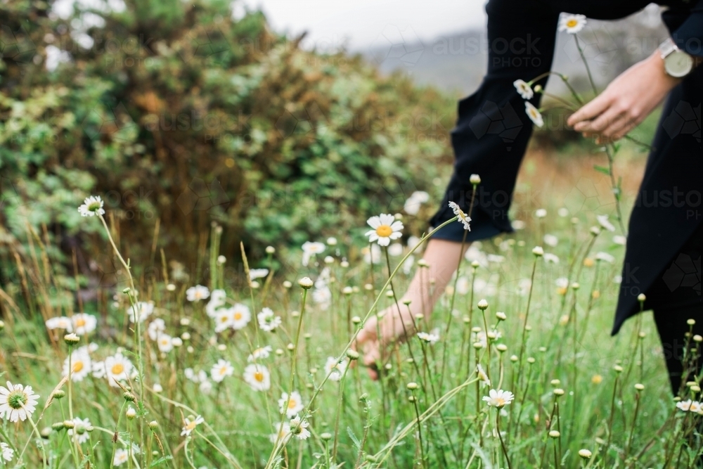 Woman picking daisies in a field - Australian Stock Image