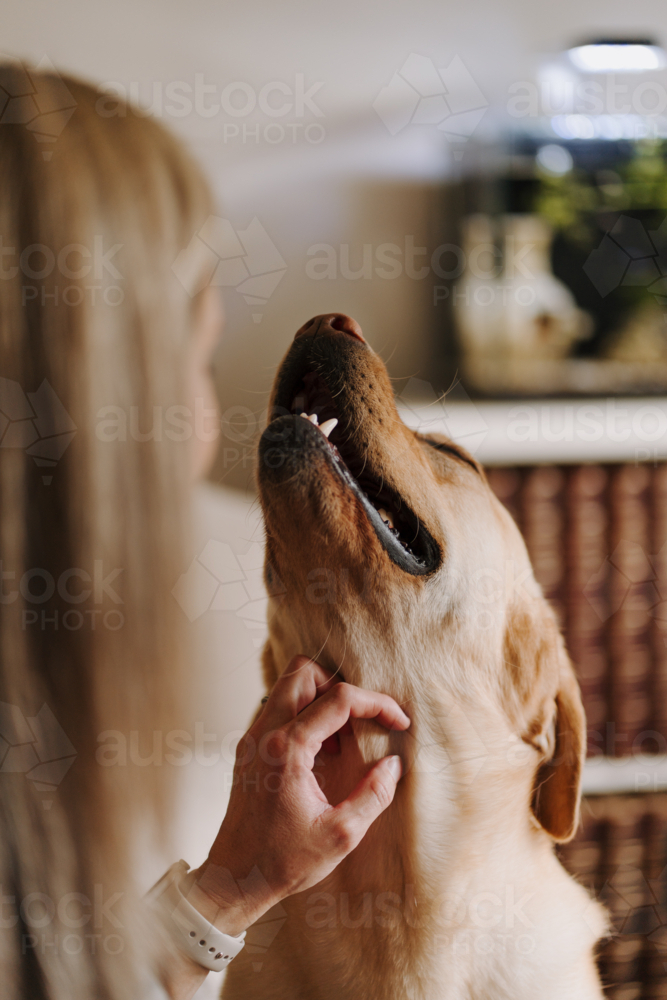 Woman scratching under dog's neck at home - Australian Stock Image