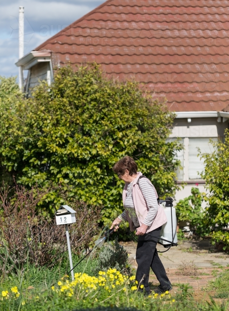 Woman spraying weeds in front yard - Australian Stock Image