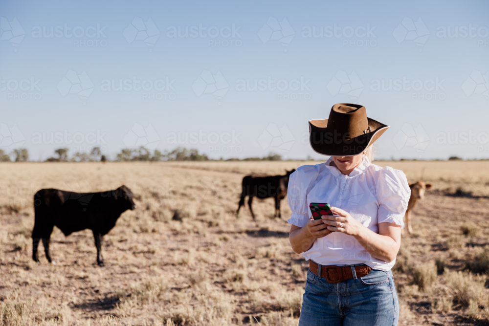 Woman standing and looking on her phone in a dry grassy field with cattle in the background - Australian Stock Image