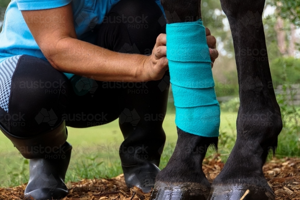 Woman tying bandage on horses leg - Australian Stock Image