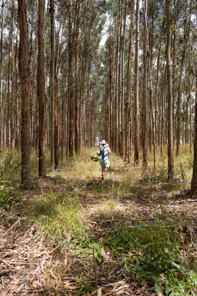 Image of Woman walking through blue gum plantation ...