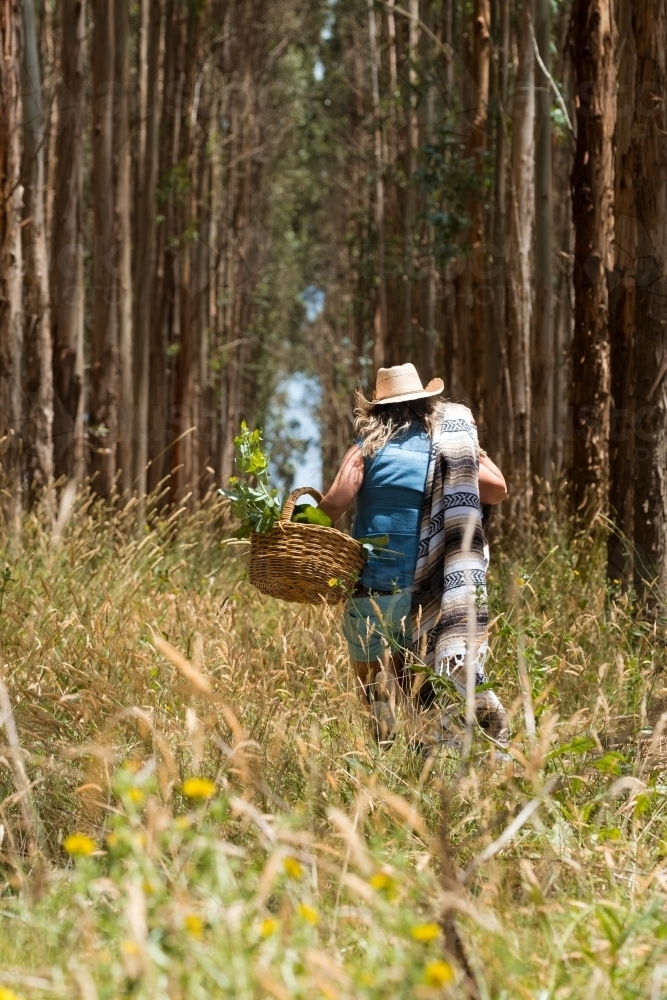 Image of Woman walking through blue gum plantation ...