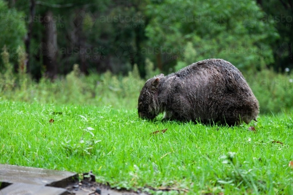 Wombat eating grass with trees in the background - Australian Stock Image