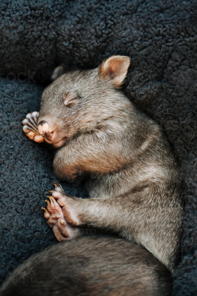 Wombat joey resting on a soft grey cushion. - Australian Stock Image