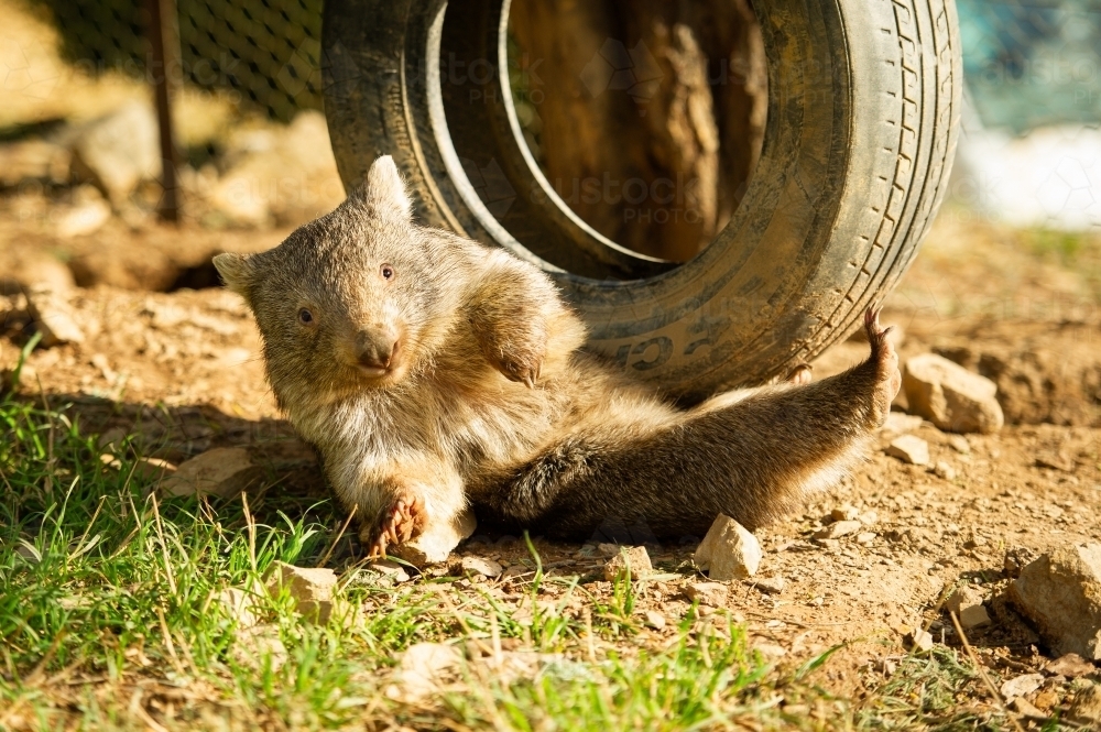 Wombat (vombatus ursinus) falls off old tyre - Australian Stock Image