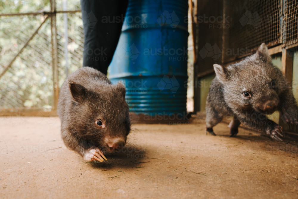 Wombats walking on the ground in an enclosure in wildlife shelter - Australian Stock Image