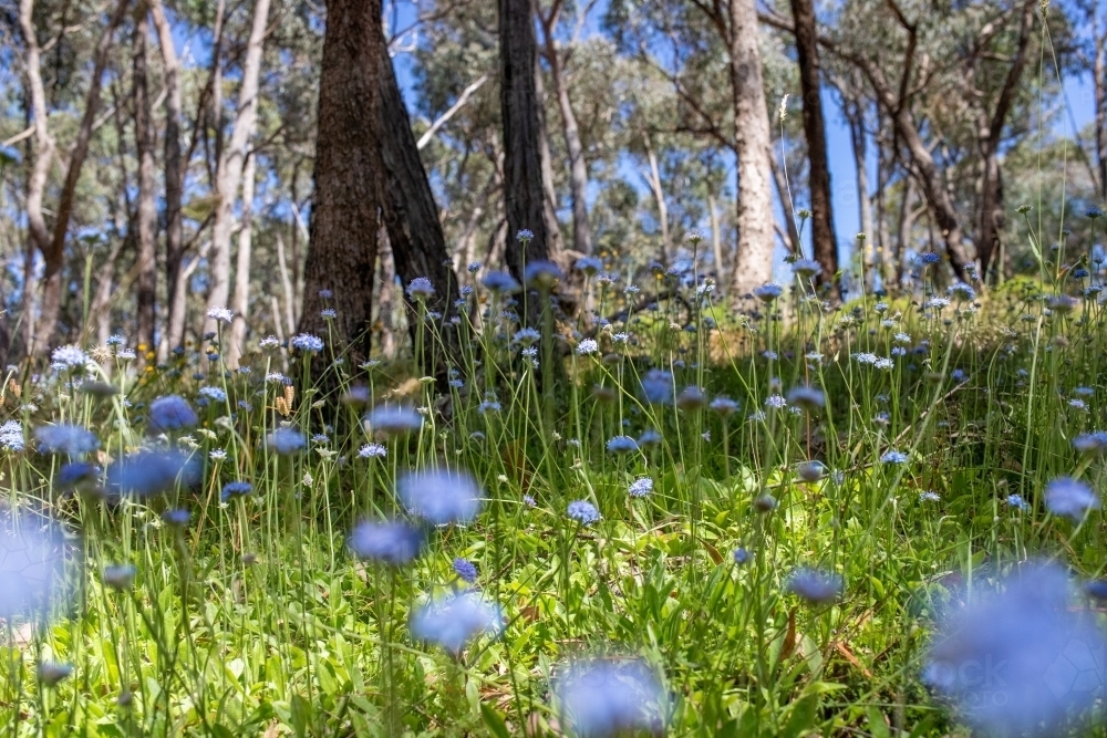 Woodland with native blue flowers - Australian Stock Image