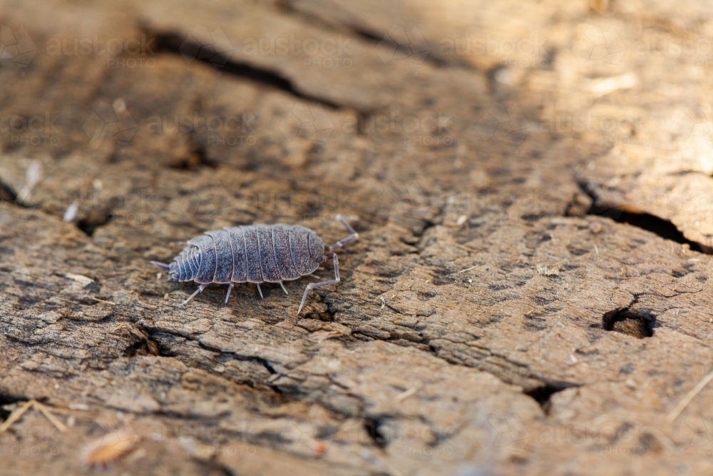 Woodlouse slater bug on old wood - Australian Stock Image