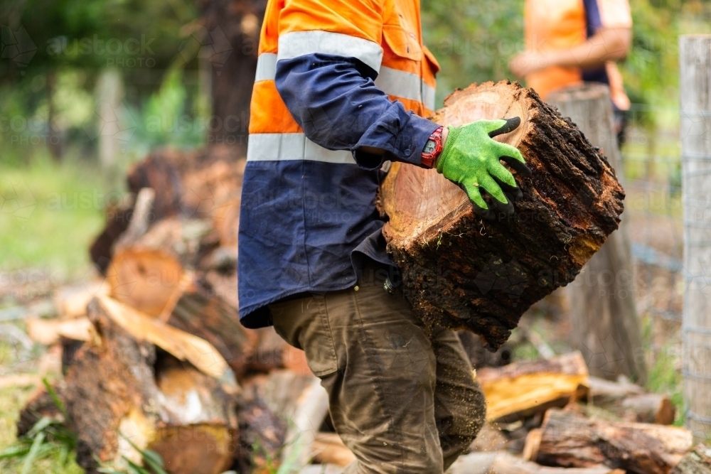 Worker carrying a large tree round log - Australian Stock Image