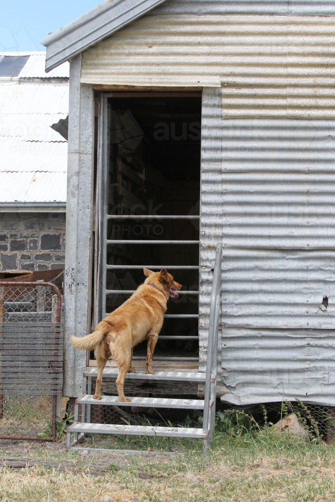 Working dog looking in doorway of farm shed - Australian Stock Image