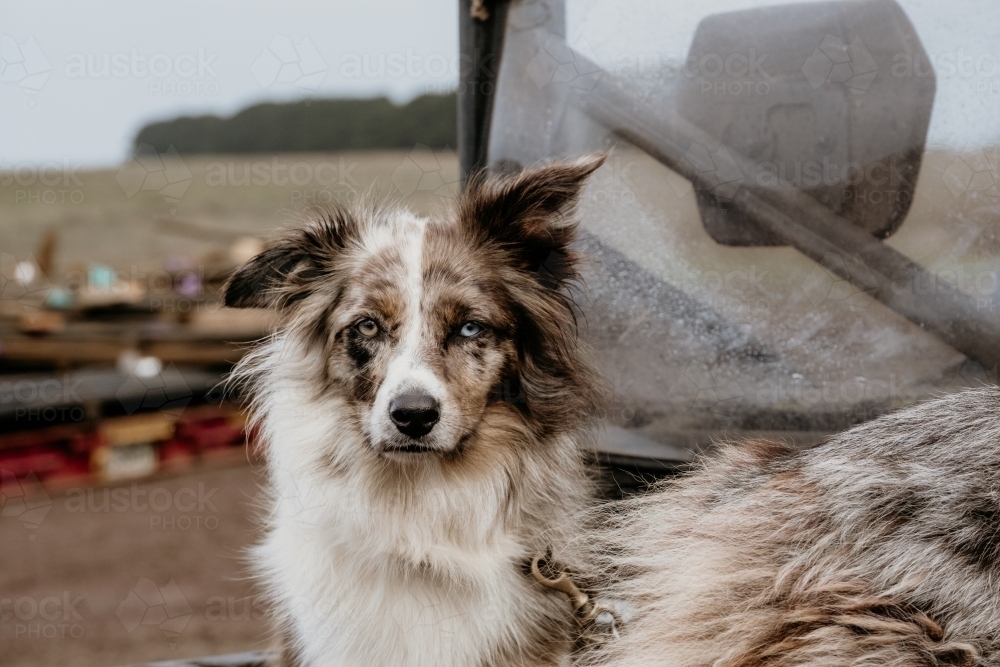 working dog looks straight at camera. - Australian Stock Image