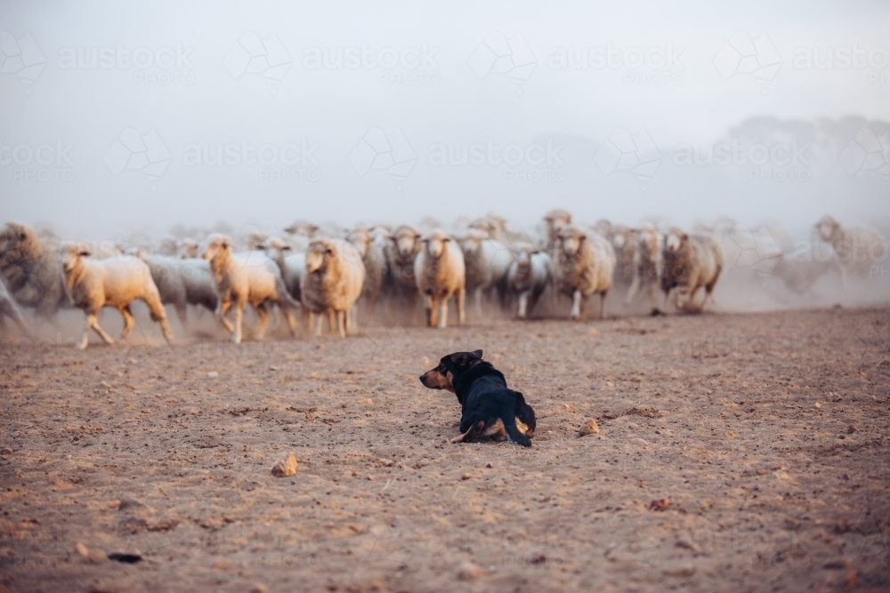 Working dog mustering sheep - Australian Stock Image