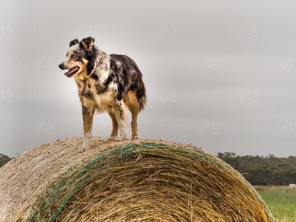 Working dog on hay bale - Australian Stock Image