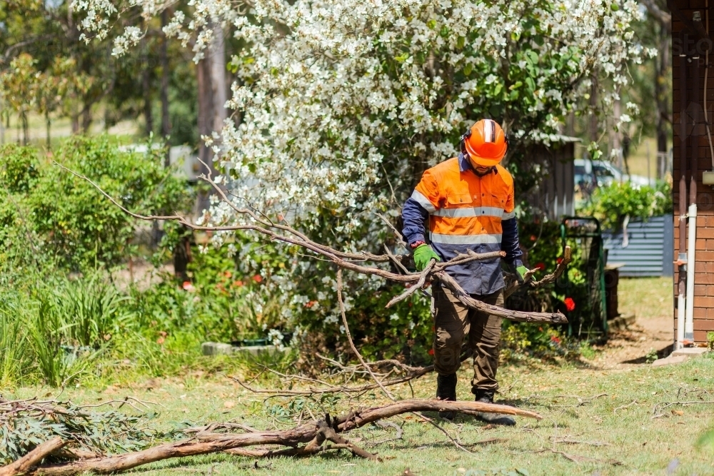 Workman removing branches from tree in garden - Australian Stock Image