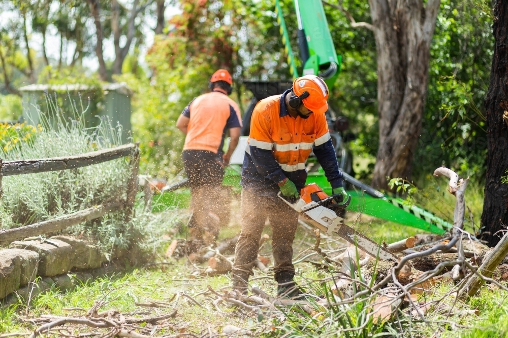 workman using chainsaw to cut branches into logs - tree removal - Australian Stock Image