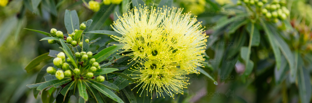 Xanthostemon chrysanthus - yellow native flower - Australian Stock Image