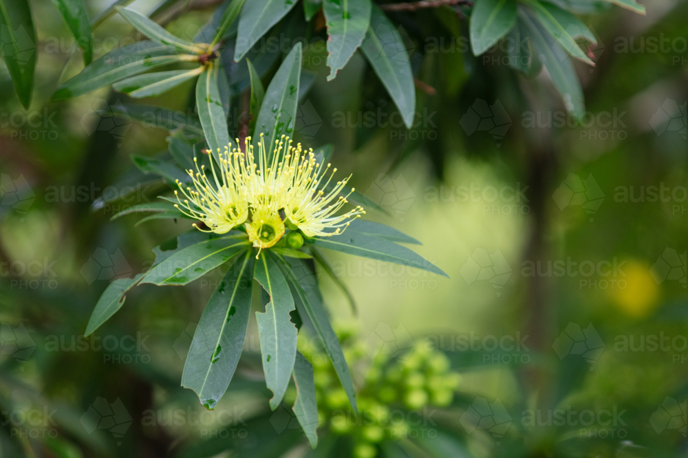 Xanthostemon chrysanthus - yellow native flower - Australian Stock Image