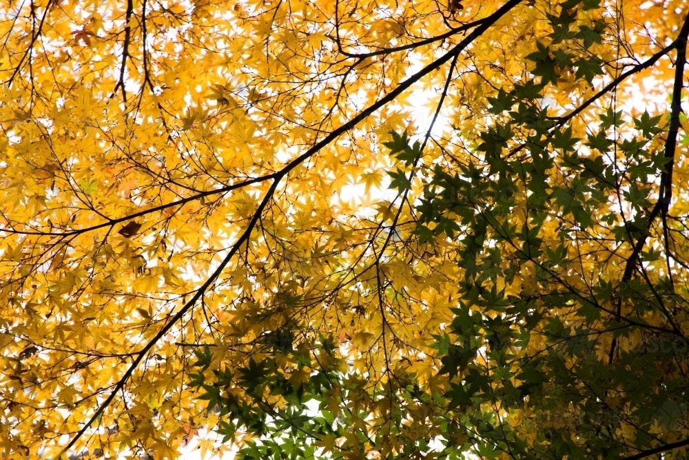 Yellow and green leaves blanketed against an overcast sky. Mt Lofty, South Australia - Australian Stock Image