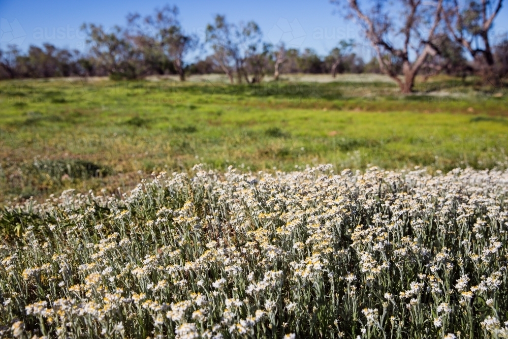 Yellow and white wildflowers in green paddock - Australian Stock Image