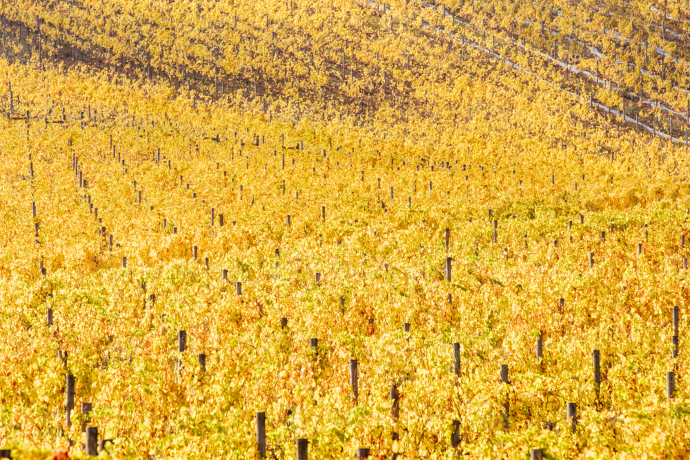 Yellow autumn coloured vines in the Yarra Valley near Yarra Glen, Victoria, Australia - Australian Stock Image