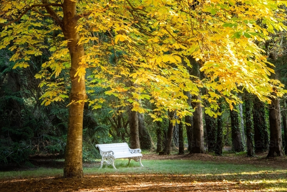 Yellow autumn leaves provide shade to a park bench - Australian Stock Image