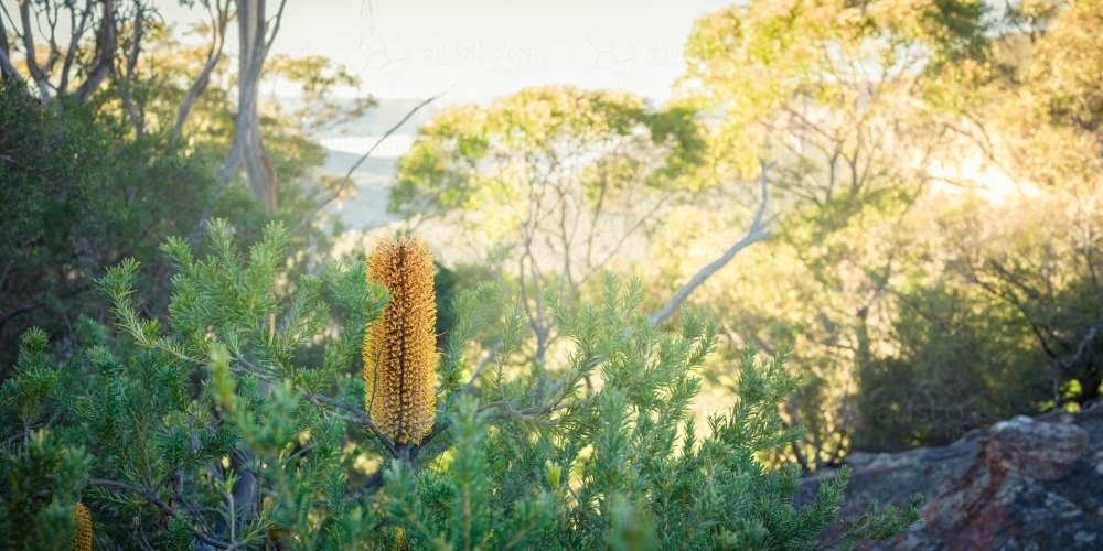 Yellow Banksia flower elevated above a distant landscape - Australian Stock Image