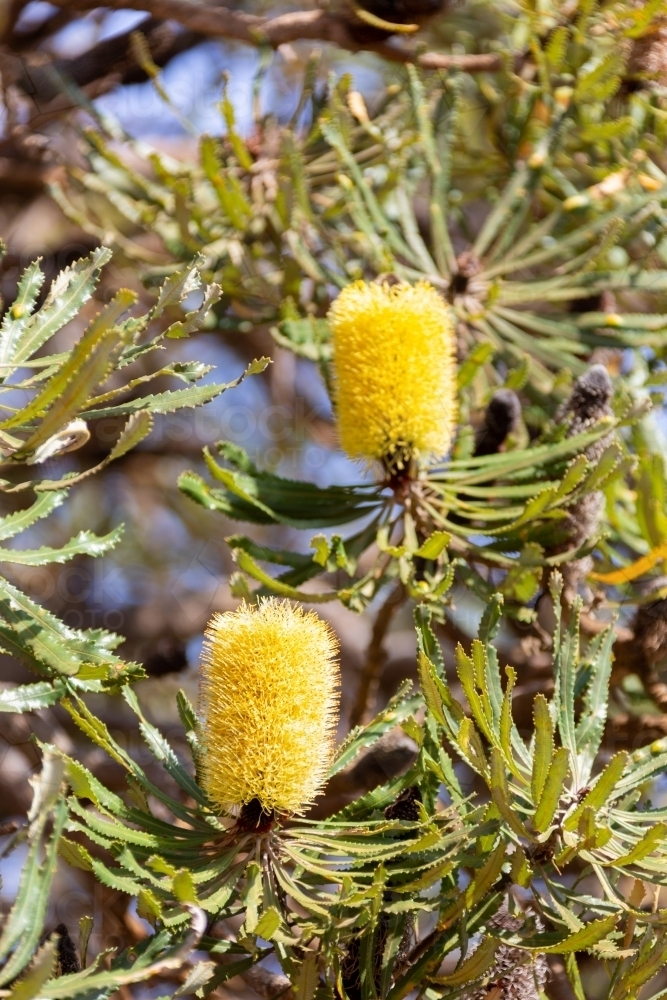 Yellow candlestick banksia flowers on tree - Australian Stock Image