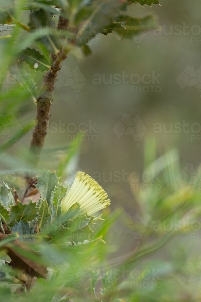 Yellow Dryandra flower with blurred leaves - Australian Stock Image