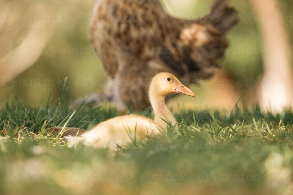 Yellow duckling sitting in the grass staying close to mother hen - Australian Stock Image