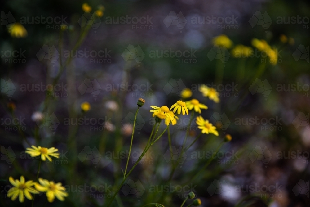 yellow fireweed flowers - Australian Stock Image