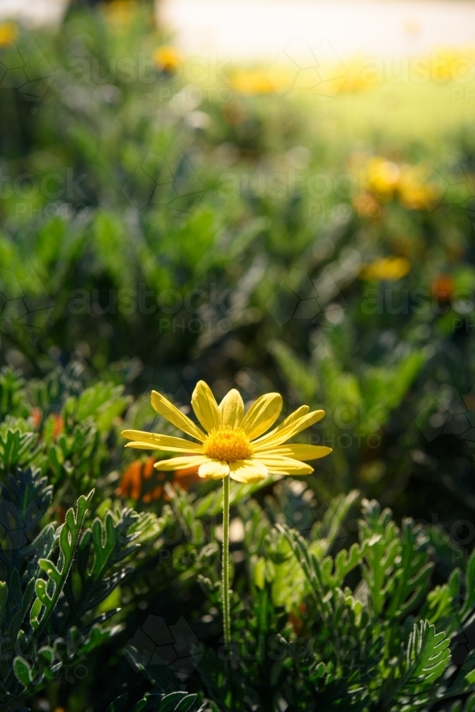 Yellow flowers closeup (Euryops pectinatus) - Australian Stock Image