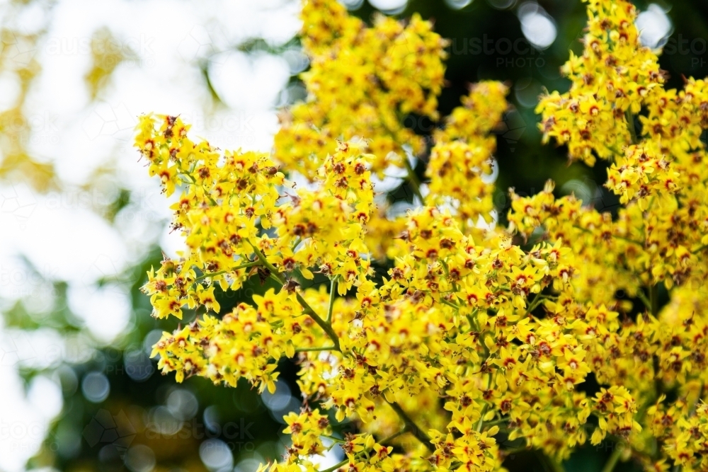 Yellow flowers on a flowering tree - Australian Stock Image