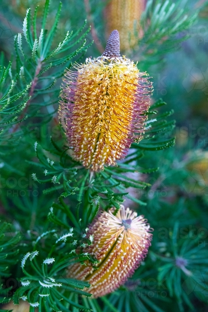 Yellow flowers on banksia tree - Australian Stock Image