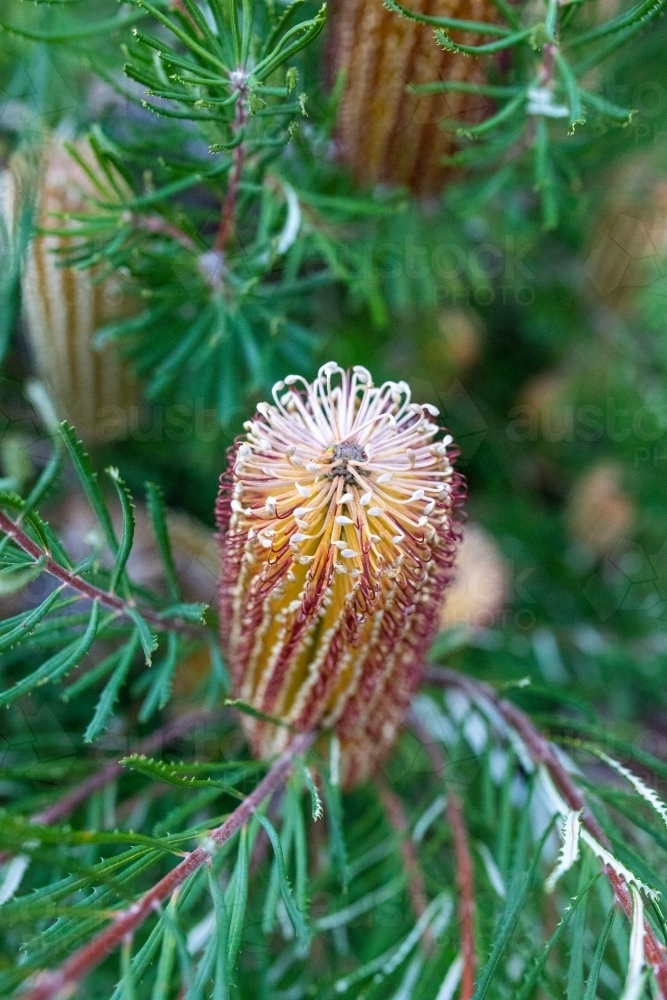 Yellow flowers on banksia tree - Australian Stock Image