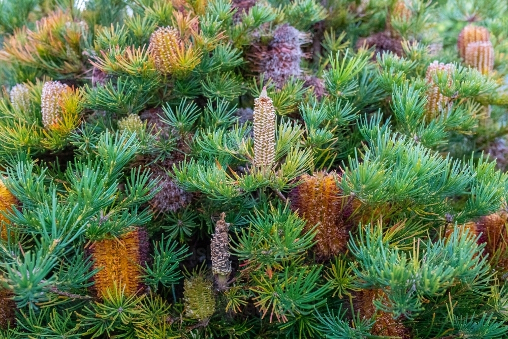 Yellow flowers on banksia tree - Australian Stock Image