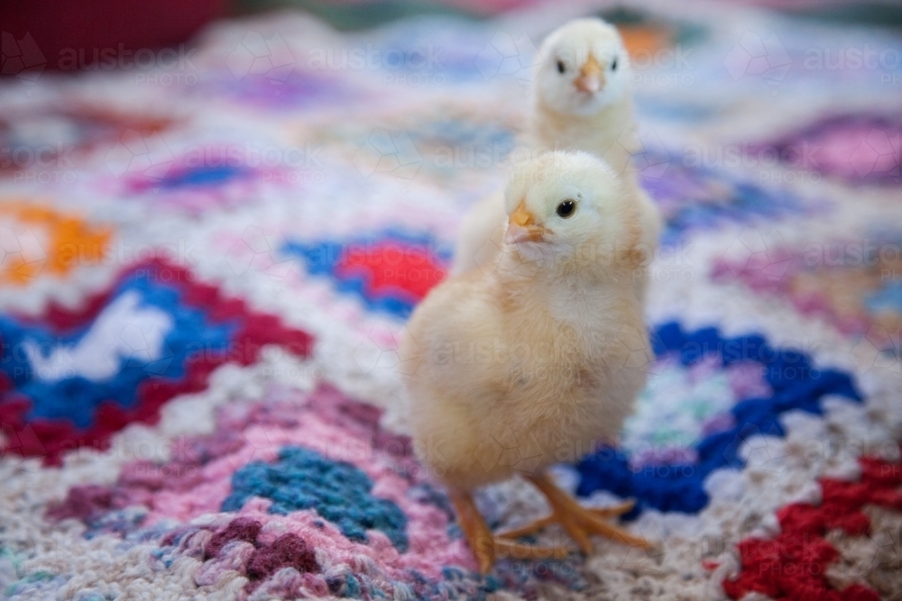 Yellow fluffy spring chicken on a crochet blanket - Australian Stock Image