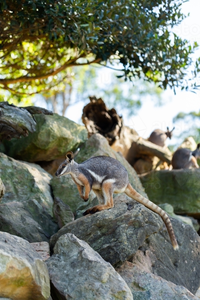 Yellow-footed rock-wallaby hiding amongst rocks - Australian Stock Image