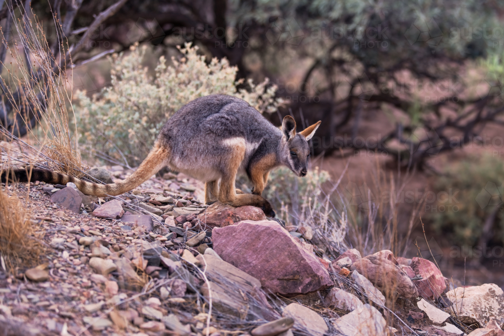 Yellow-Footed Rock Wallaby sitting on a rock, Flinders Ranges, South Australia - Australian Stock Image