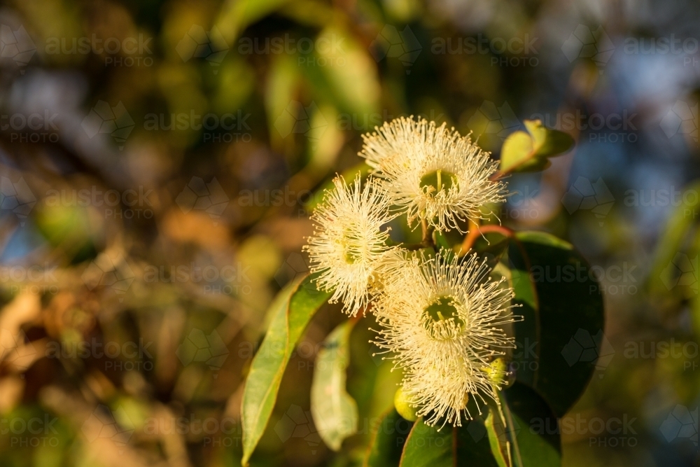 Yellow gum blossom on tree - Australian Stock Image