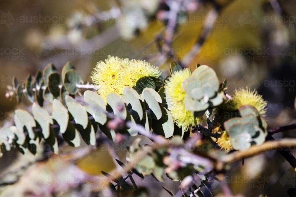 Yellow gum tree blossoms - Australian Stock Image