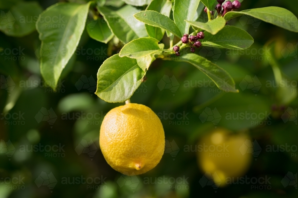 Yellow lemons hanging on lemon tree - Australian Stock Image